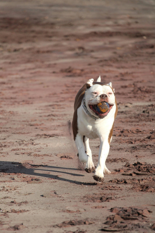 Happy dog running on the beach with a ball in its mouth, illustrating the importance of proper ways to interact and bond with pets.