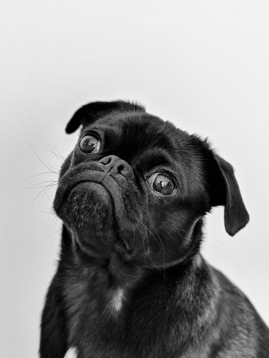 Do You Really Know Your Pet? These Fascinating Pet Facts May Surprise You!