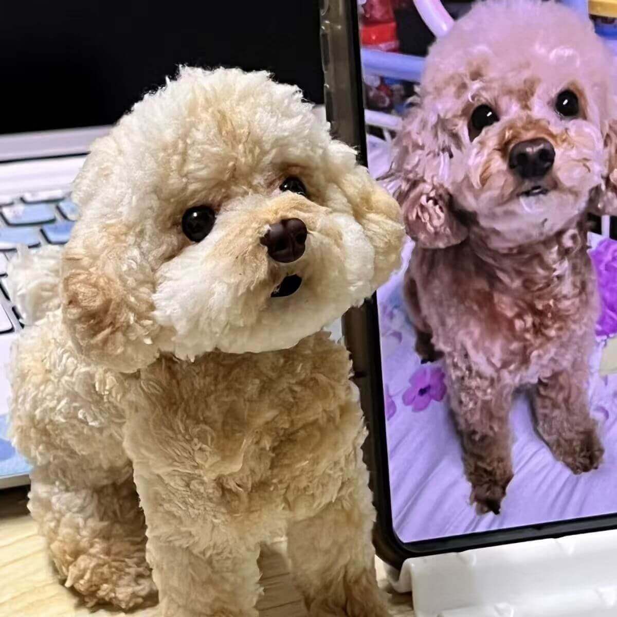 Light brown dog plush cuddle clone memorial replica shown with reference photo
