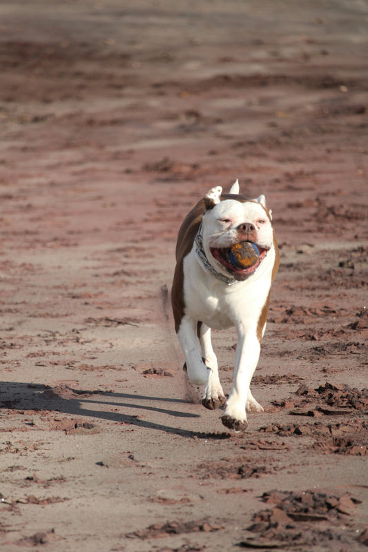 Are You Petting Your Dog the Right Way? You Might Be Doing It All Wrong!