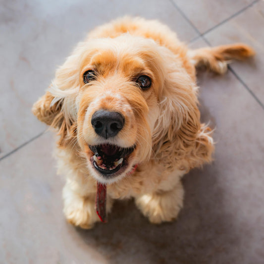 Did You Know? 90% of Pet Owners Overlook This Important Detail About Their Beloved Pets! - Paw-Pixie