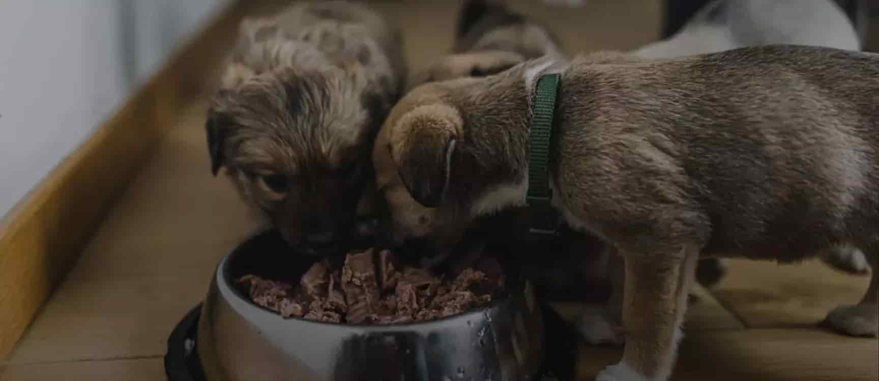 Young puppies eating food together during their early growth stage